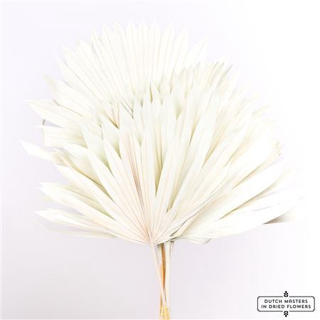 <h4>Dried Palm Sun 6pc Bleached Bunch</h4>