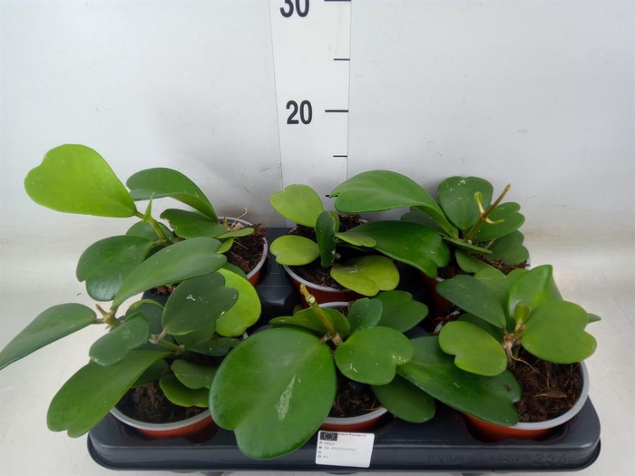 <h4>Hoya kerrii</h4>