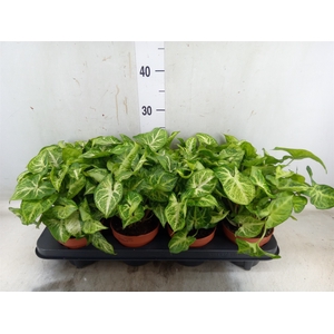 Syngonium  'Arrow'