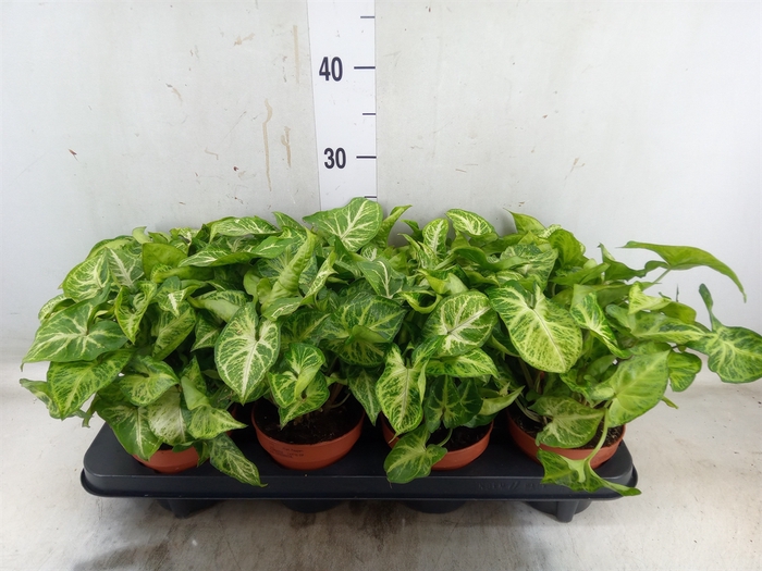 <h4>Syngonium  'Arrow'</h4>