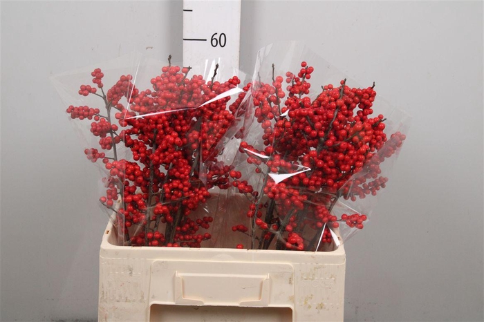 <h4>Ilex Ve Rode Bes</h4>