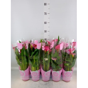 Zantedeschia  'Zazu'