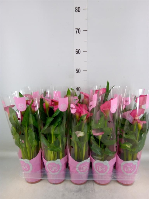 <h4>Zantedeschia 'Zazu'</h4>