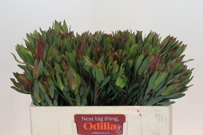 <h4>Leucadendron Highlight</h4>