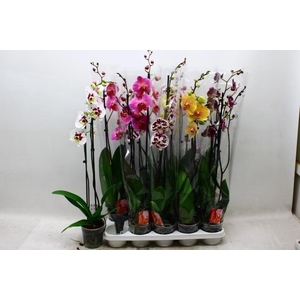 PHAL GEM 7 KL