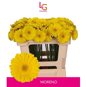 Germini Moreno Water