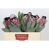 Protea African Didi