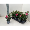 Mande Di Tourma Pink
