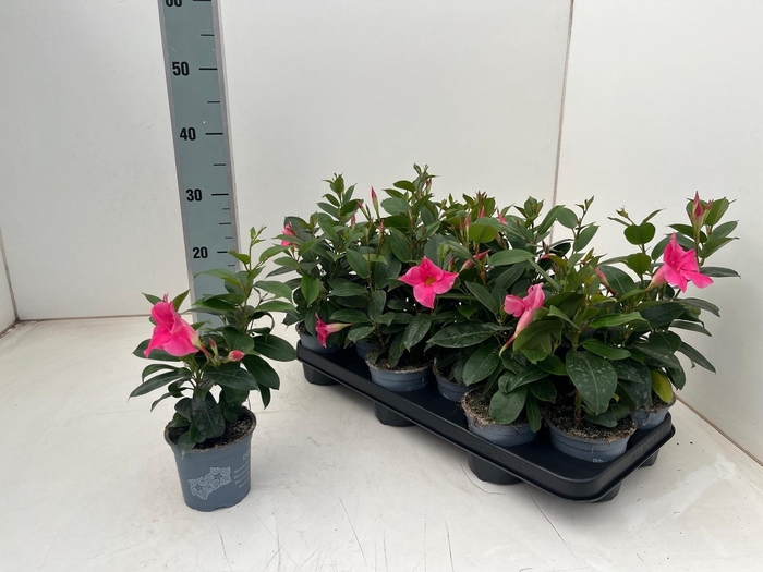 Mande Di Tourma Pink