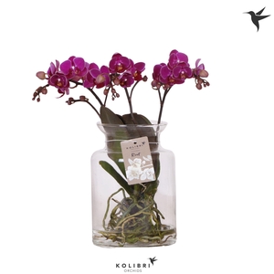 Kolibri Orchids Phalaenopsis Roots violet in glas stolp transp.