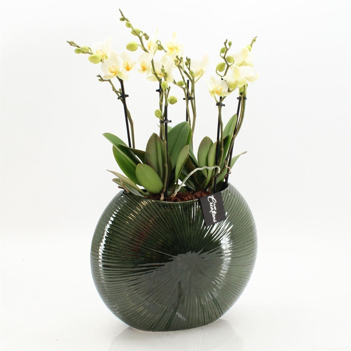 <h4>Arr.  Phalaenopsis  H%</h4>