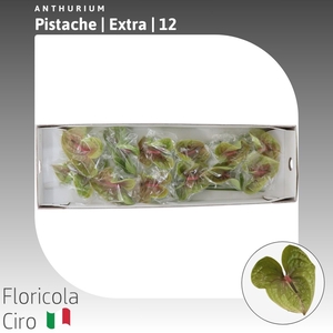 Anthurium Pistache | Extra