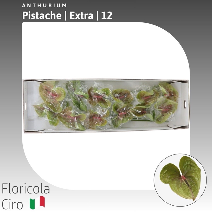<h4>Anthurium Pistache | Extra</h4>