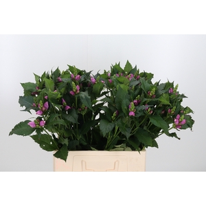 Chelone Per Stuk