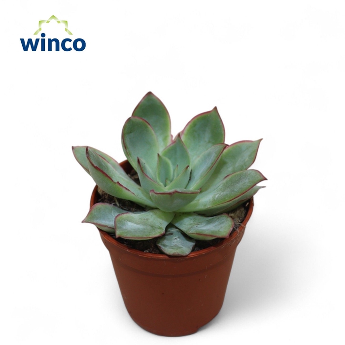 Echeveria California Queen