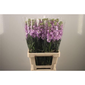 Matth Iron * Premium* Lavendel