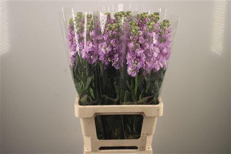 <h4>Matth Iron * Premium* Lavendel</h4>