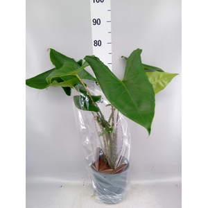 Alocasia zebrina