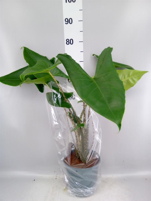 <h4>Alocasia zebrina</h4>