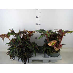 Begonia BD 'MagicColours Lion Danc'