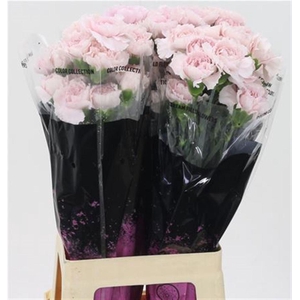 Di St Bridal Damascus