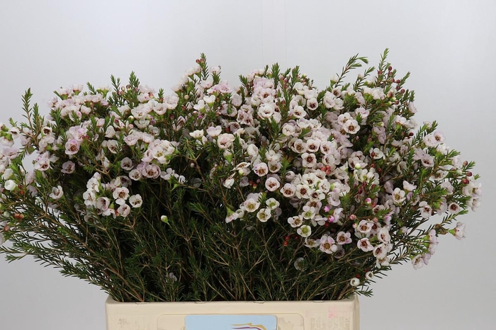 <h4>Chamelaucium Moonlight Delight</h4>
