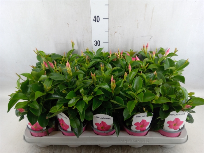 <h4>Mandevilla sand. 'Rio Pink'</h4>