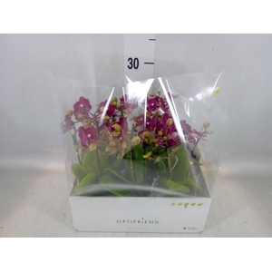 Phalaenopsis multi.   ...red