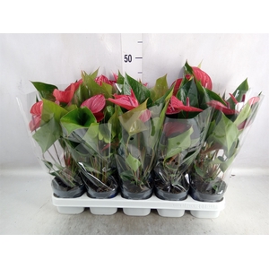 Anthurium andr. 'Picanta Red'