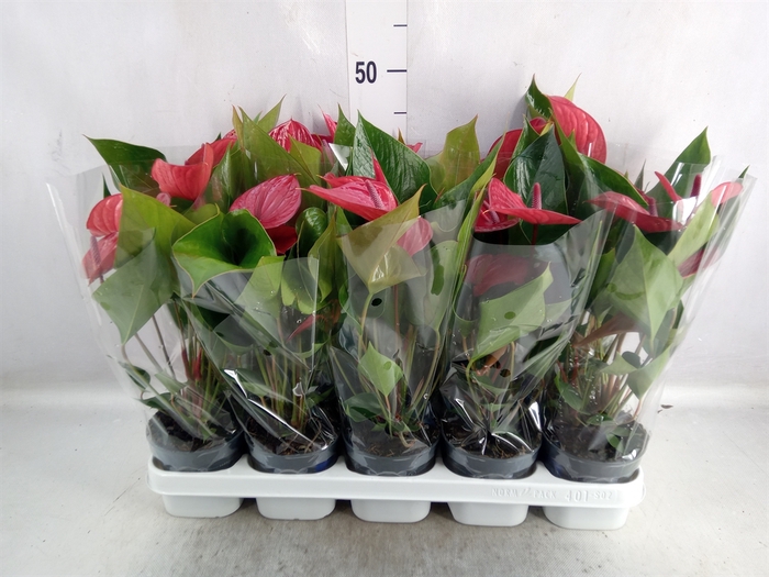 Anthurium andr. 'Picanta Red'