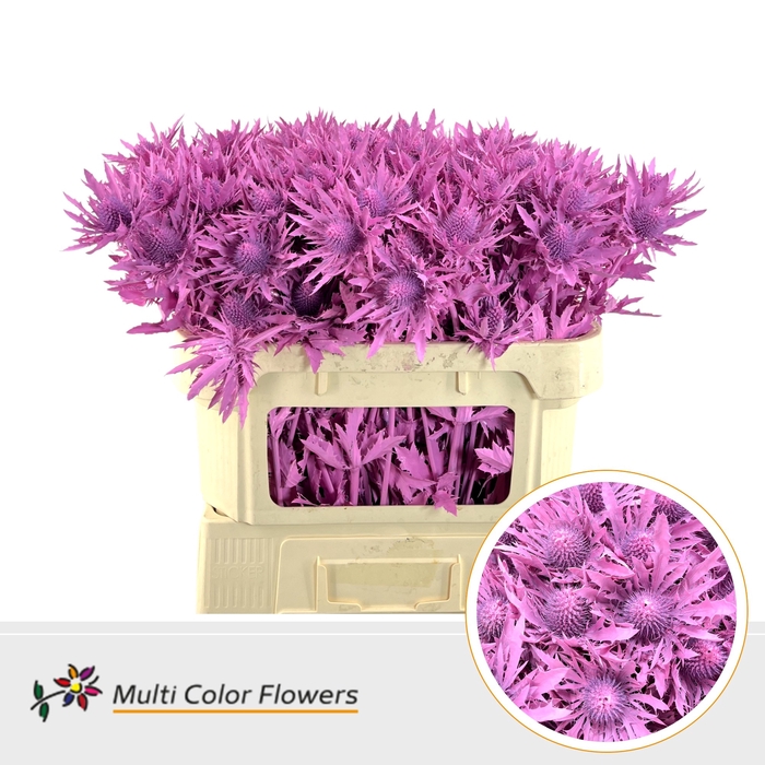 <h4>Eryngium Roze Nieuw</h4>