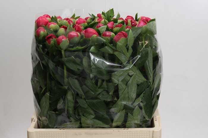 <h4>Paeonia Flame</h4>