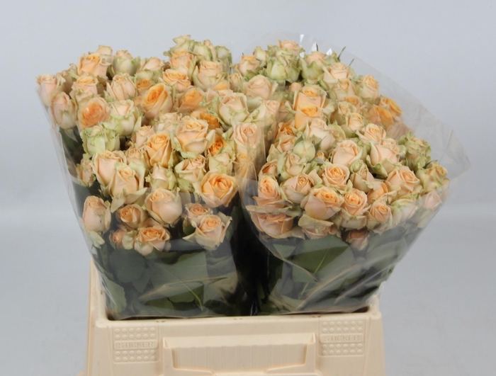 <h4>R TR TRINITY</h4>