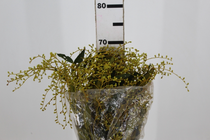 <h4>FOLHAGEM DEDO DE ANJO TINGIDO 060 CM AMARELO</h4>
