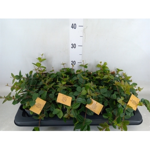 Peperomia  'Rocca Scuro'