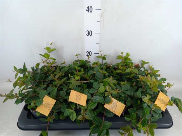 <h4>Peperomia  'Rocca Scuro'</h4>