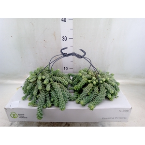 Sedum burrito