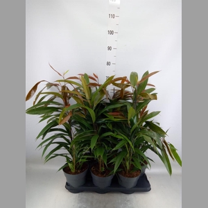 Ficus binn. 'Amstel King'