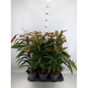 Ficus binn. 'Amstel King'