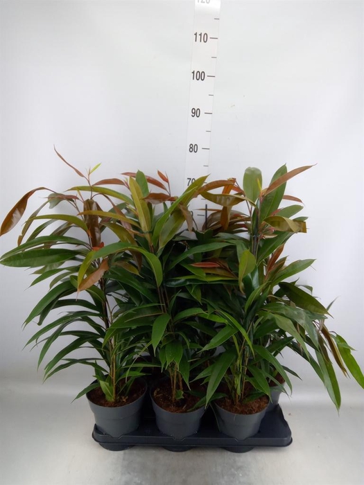 <h4>Ficus binn. 'Amstel King'</h4>