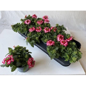 VERBE DRUMS RED SHAD