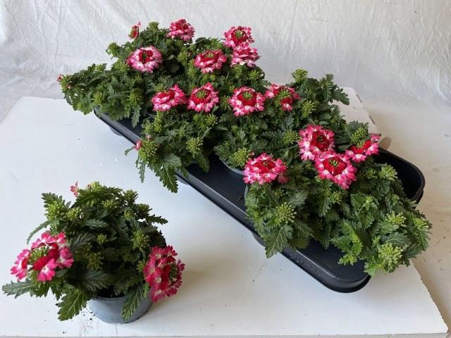 <h4>VERBE DRUMS RED SHAD</h4>