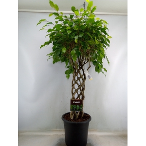 Ficus benja. 'Exotica'