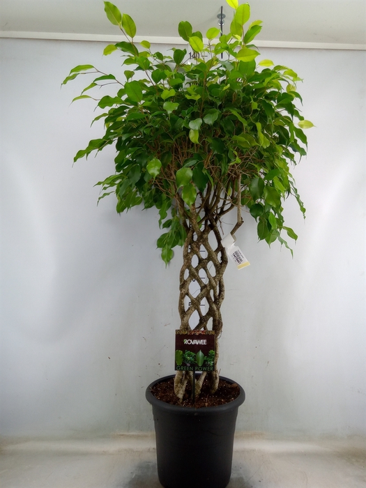 <h4>Ficus benja. 'Exotica'</h4>