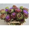 Cynara Sc Green Glob