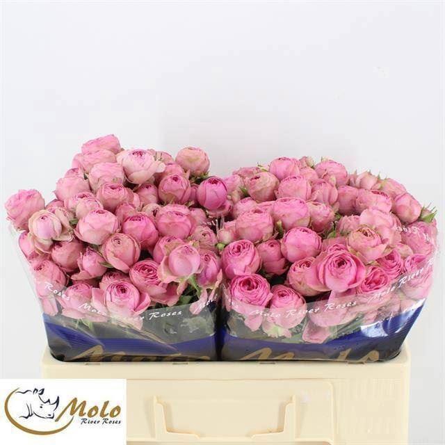 <h4>ROSA TR 'GISELLE'</h4>