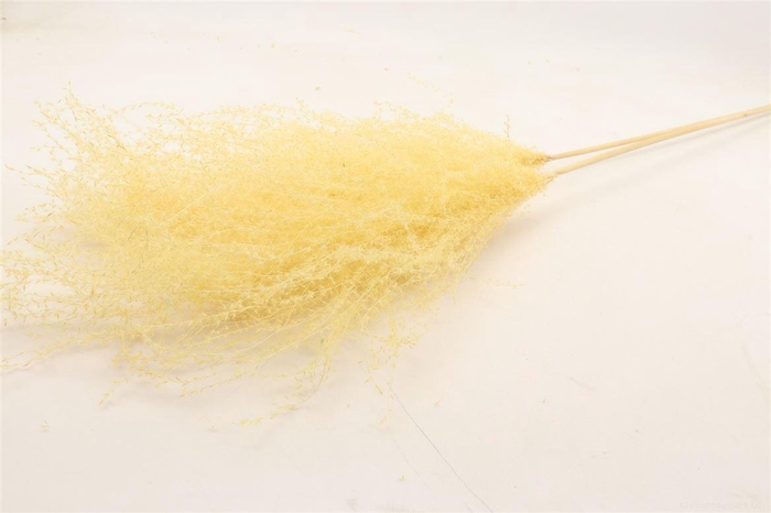 Bunch Grass  5 Pcs Slv L110