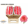 Rosa Garden Pink X-Pression