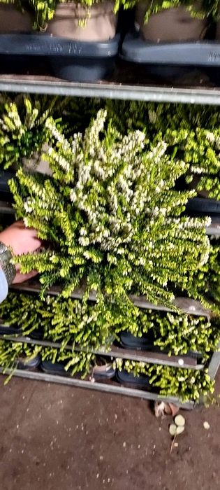 <h4>Erica dar. White Perfection</h4>