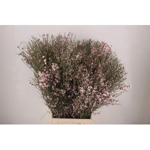 Ginster 400gr Pink P Bunch